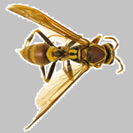 Subdued Wasp